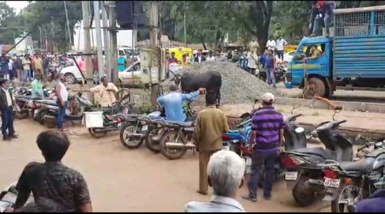 प्रसूतीसाठी गायीची तळमळ…