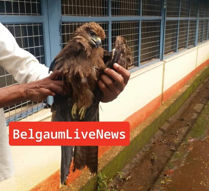 Egale bird saved Egale bird saved