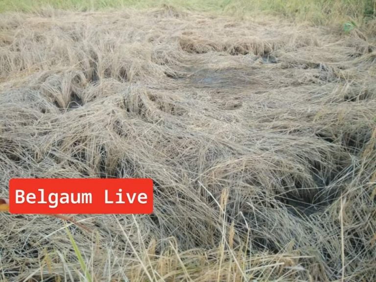 ढगाळ वातावरणामुळे शेतकरी पडले होते चिंतेत