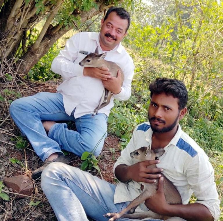 मुगळीहाळ येथे भात शेतात आढळली हरणाची दोन पाडसं