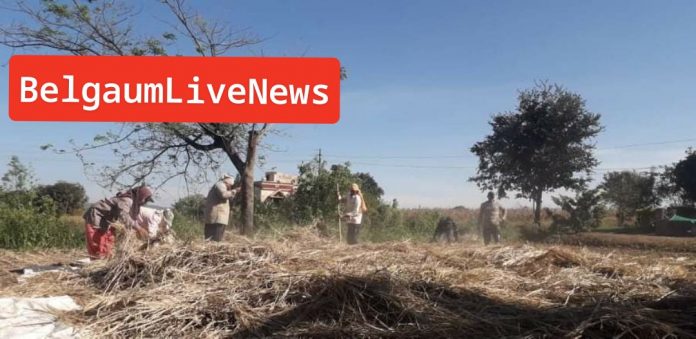 Paddy crop Paddy crop