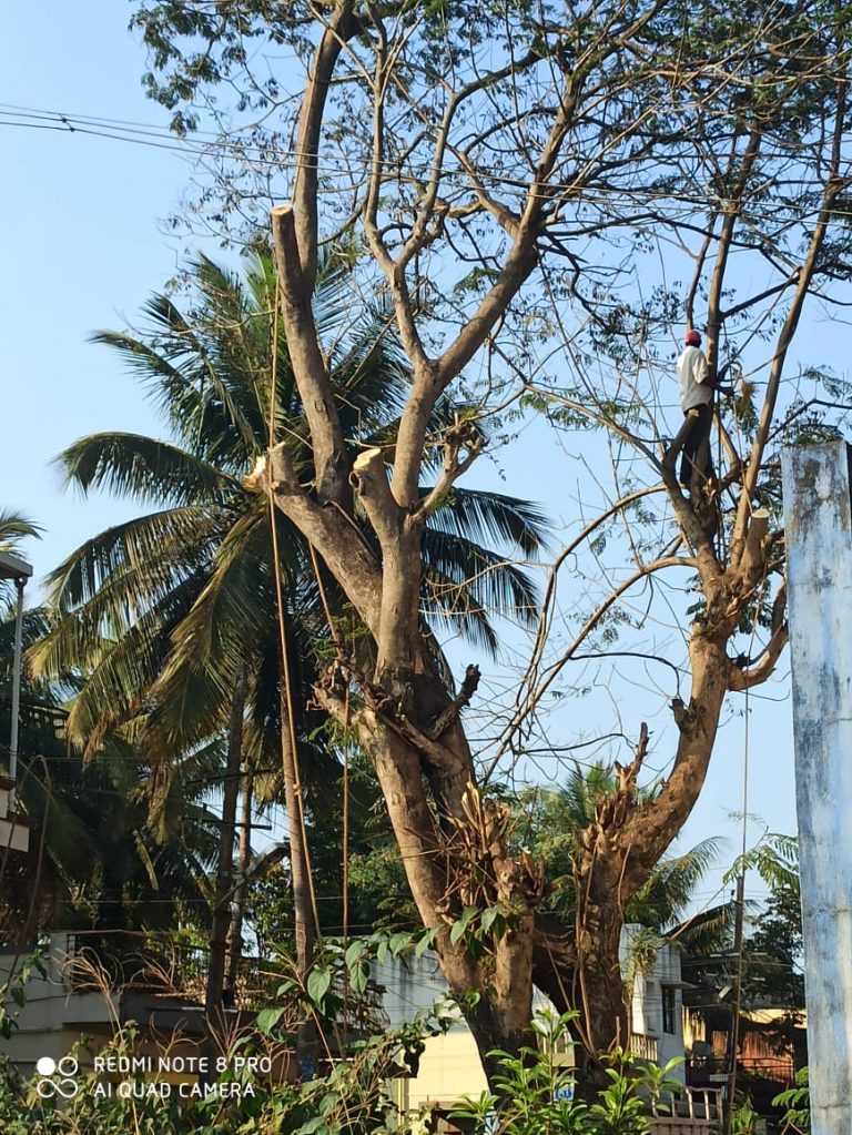 जुन्या वृक्षांची कत्तल : नागरिकांत तीव्र नाराजी