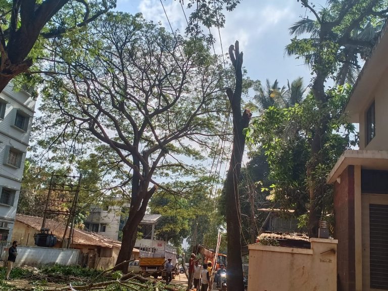 आणखी दोन मोठे वृक्ष झाले जमीनदोस्त