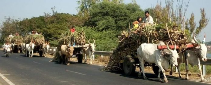 Beast of burden Beast of burden