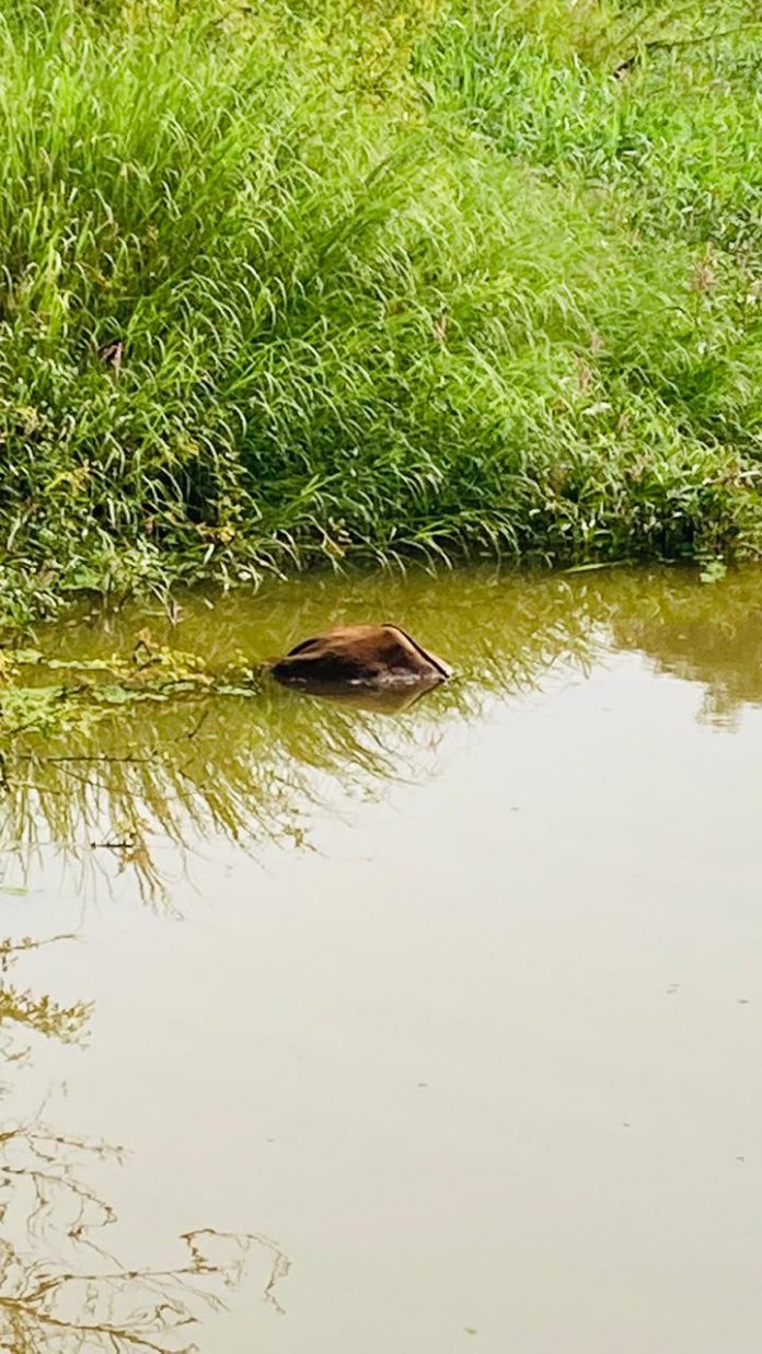 Water pollution Water pollution