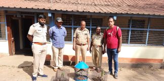 पिंजऱ्यात कैद पोपटांची नैसर्गिक अधिवासात भरारी Forest