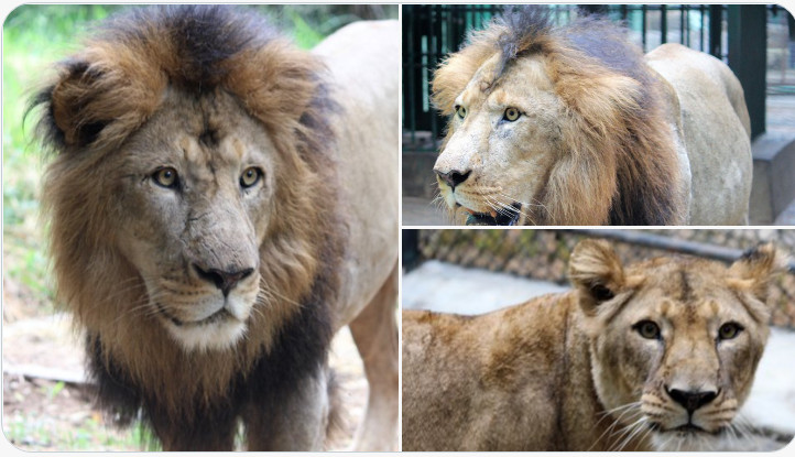 Lion krcc zoo