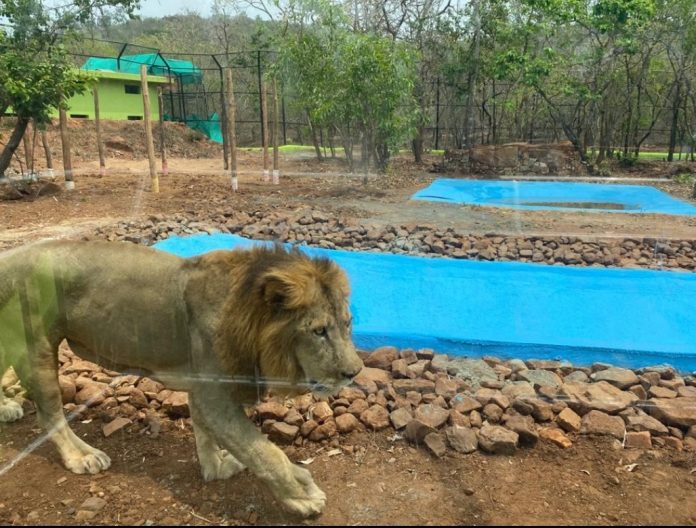 Lion nakul Lion nakul