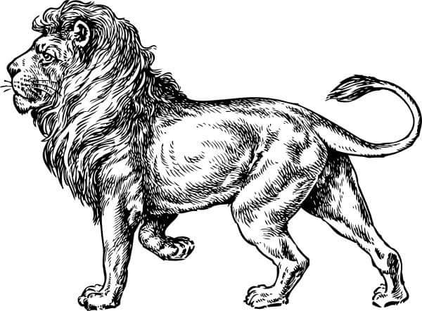 Lion 