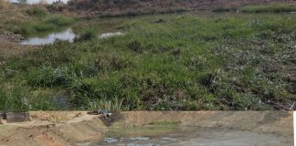 दलदलीच्या जमिनीचे “यांनी” केले तलावात रुपांतर Pyas