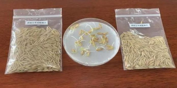 China rice China rice