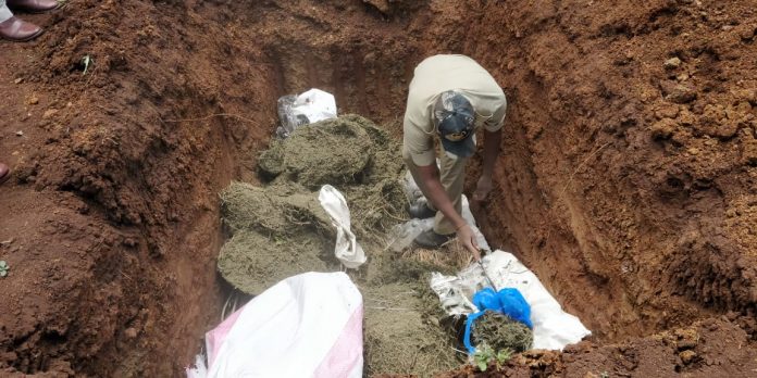 Ganja destroy Ganja destroy