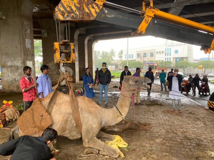 Camels sent to pune