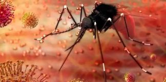 ‘झिका विषाणू’ नवा नसून जुनाच आहे Zika virus