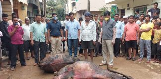 गोठ्याला आग : दोन म्हशींचा मृत्यू ; 1.5 लाखाचे नुकसान Yellur incident