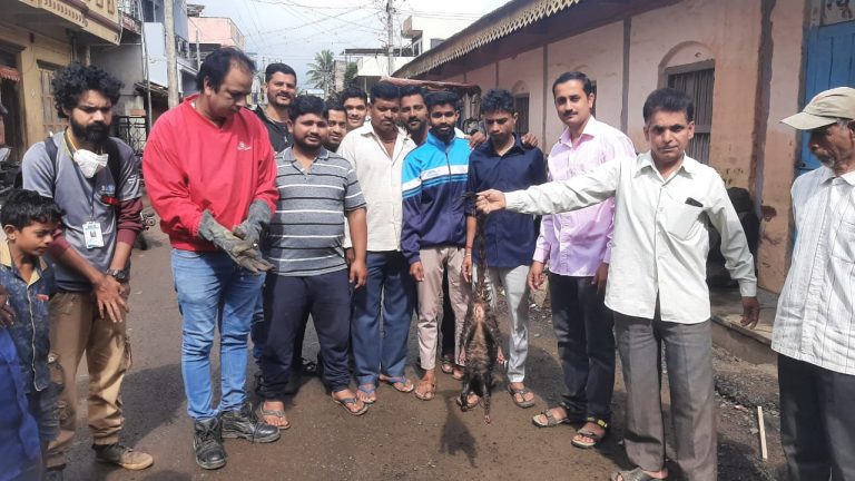 उपद्रवी जंगली मांजराची जंगलात रवानगी