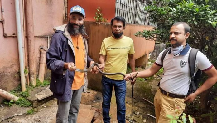 Snake rescue Snake rescue