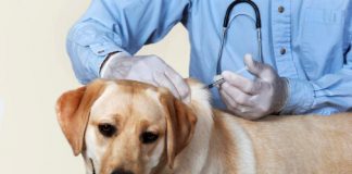 जिल्ह्यात 970 कुत्र्यांचे अँटी रेबीज लसीकरण Rabies vaccine