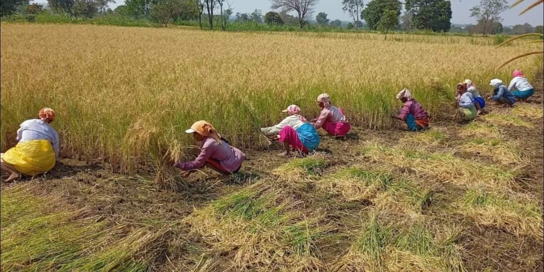 Paddy crop