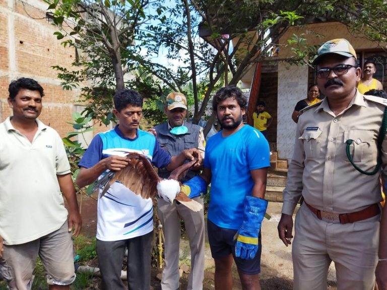 मांजात अडकलेल्या घारीला जीवदान