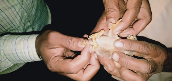 Four leg cock Four leg cock