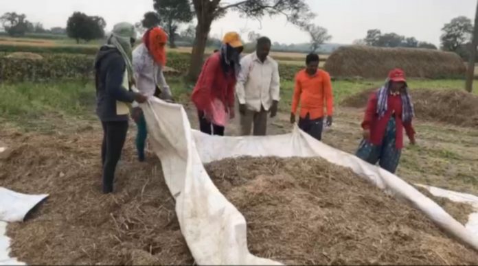 Paddy crop Paddy crop