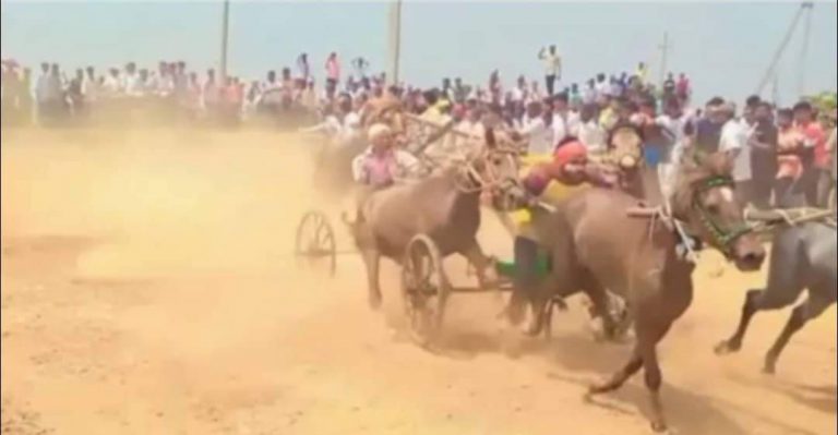 प्रेक्षकांत घुसली बैलगाडी : 3 गंभीर जखमी