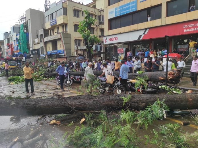Rain tree fall Rain tree fall
