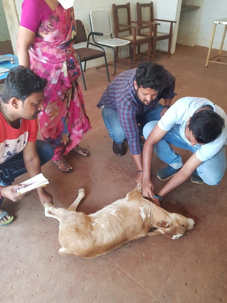 Treatment injured calf