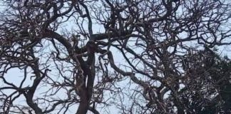 धोकादायक जुनाट वृक्ष काढा Tree