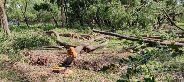 Tree cutting Tree cutting