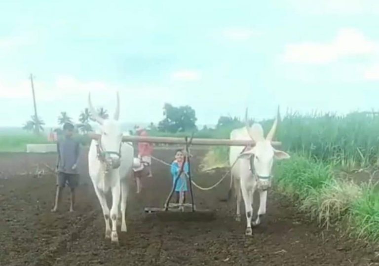 सांबरा परिसरात भात पेरणीला जोमाने प्रारंभ