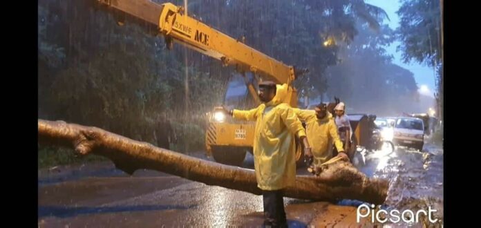 Tree falls camp Tree falls camp