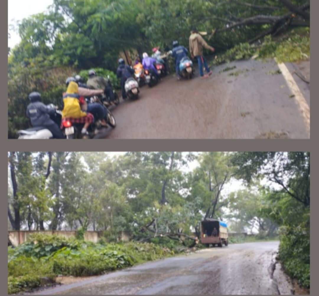 Tree fell vengurla road