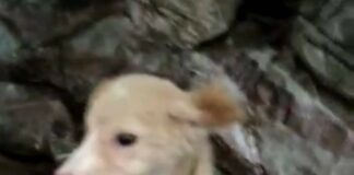 अमानुषरित्या डांबलेल्या कुत्र्यांच्या पिलांची सुखरूप सुटका Dog