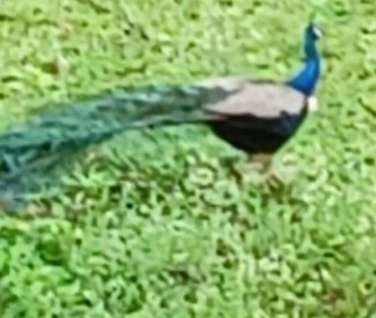 Peacock
