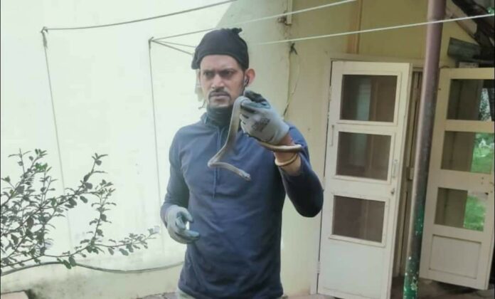 Chitti snake Chitti snake