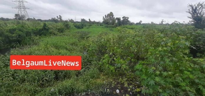 Bellari nala Bellari nala