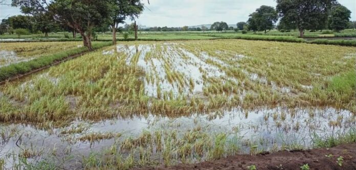Bellari flood crop