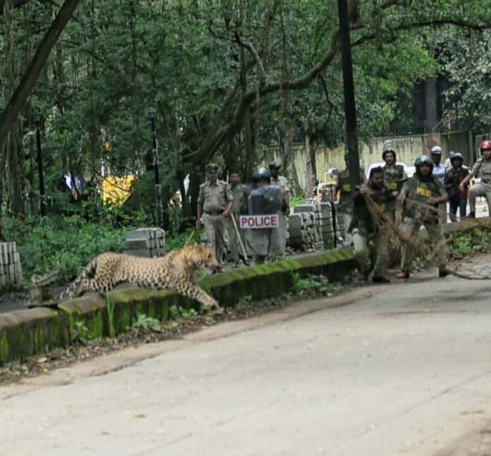 Leapord bgm Leapord bgm