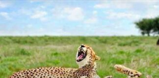 बिबट्याची ‘बेळगाव वारी’ आणि सोशल मीडियावरील ‘मिम्स’चा धुमाकूळ! Mems