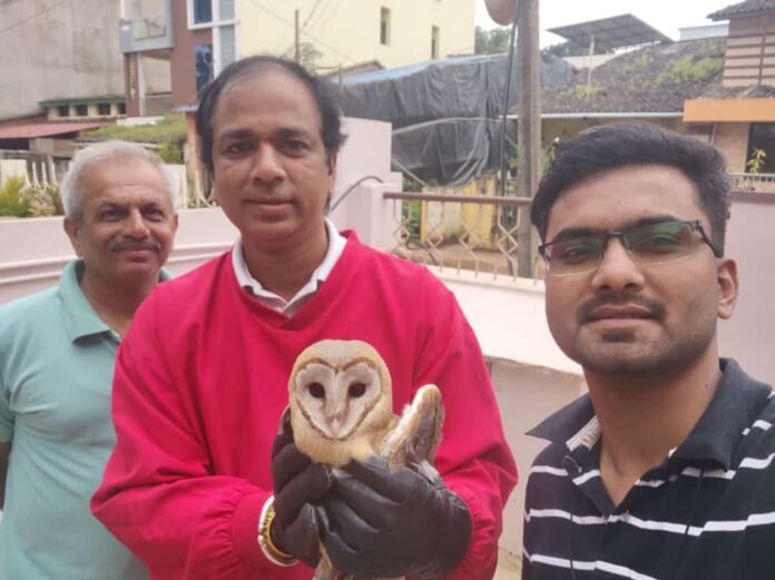 Darekar owl