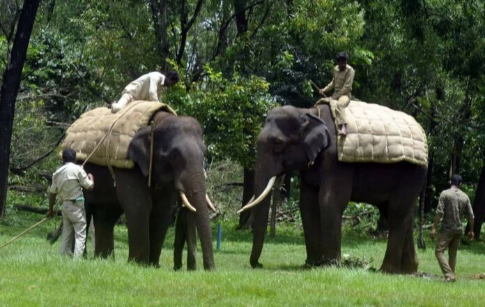 Elephant searching Elephant searching