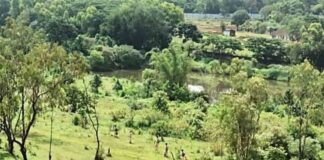 बिबट्याच्या शोधात वनविभाग ऑन ड्युटी Race course