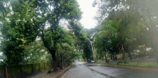 बेळगावमधील वृक्षवल्लींची वाढतेय अनाहूत भीती! Race course road