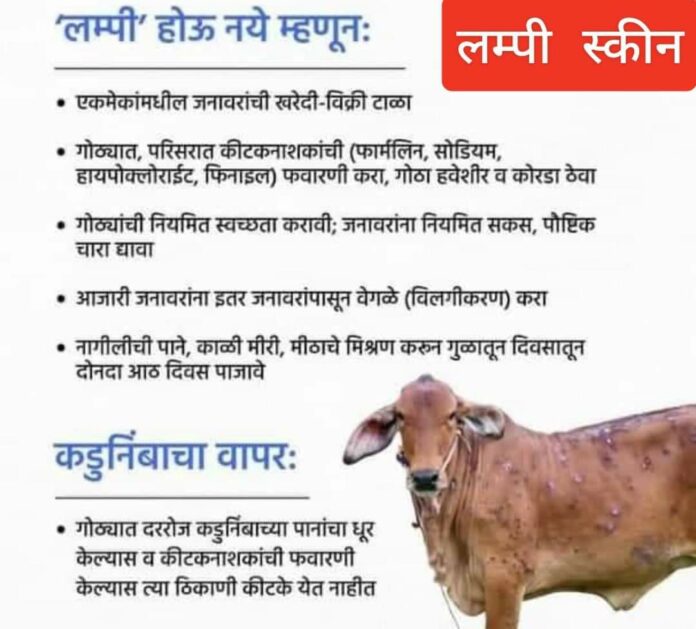 Lampi skin Lampi skin