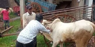 लंपी स्किनमुळे जुने बेळगावात दुभत्या गाईचा मृत्यू Lampi skin vaccination