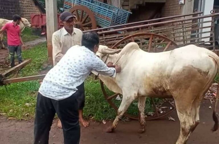 Lampi skin vaccination