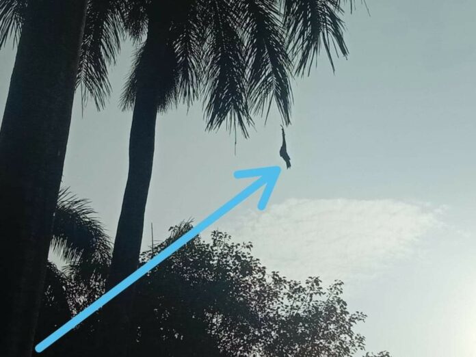 Kite manja Kite manja