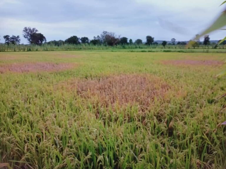 Crop paddy